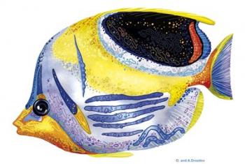 Fish 5 Blue-Yellow | Obraz na stenu