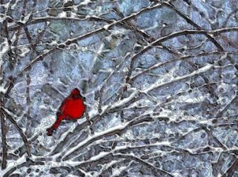 Cardinal in the Snow | Obraz na stenu