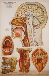 American Frohse Anatomical Wallcharts, Plate 7 | Obraz na stenu