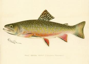 Male Brook Trout | Obraz na stenu