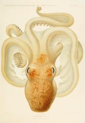 Octopus - Die Cephalopod - 1915 - Plate 76 | Obraz na stenu