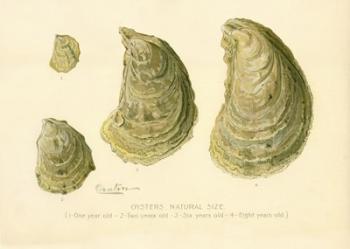 Oysters Natural Size | Obraz na stenu
