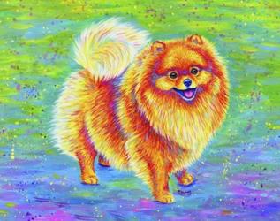 Rainbow Pomeranian | Obraz na stenu