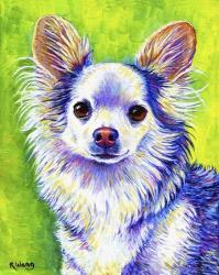 Cute Chihuahua | Obraz na stenu