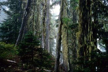 Mt. Rainier Forest | Obraz na stenu