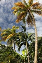 Palms Sky Vertical | Obraz na stenu