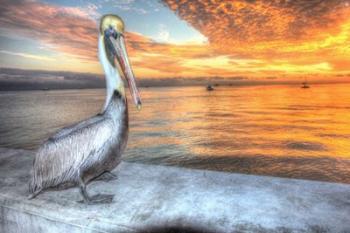 Pelican And Fire Sky | Obraz na stenu