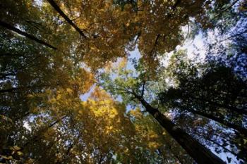 Autumn Trees | Obraz na stenu