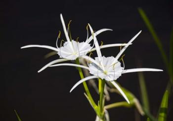 Traub's Spider Lily | Obraz na stenu