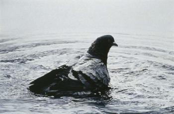 Rock Dove Bathing | Obraz na stenu