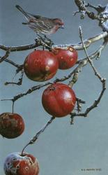 Winter Apples - Purple Finch | Obraz na stenu