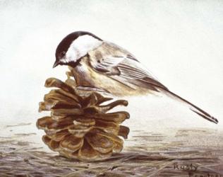 Black - Capped Chickadee | Obraz na stenu