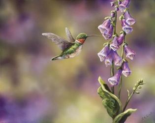 Spring Hummingbird | Obraz na stenu