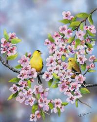 Finches In Cherry Tree | Obraz na stenu