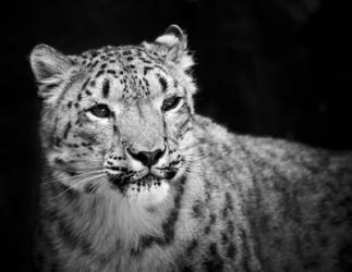 Snow Leopard | Obraz na stenu