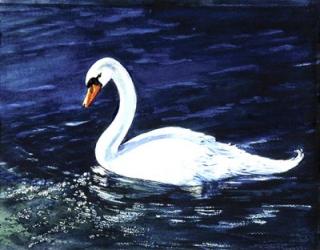 Clearwater Swan | Obraz na stenu