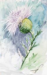 Thistle Watercolor Sketch | Obraz na stenu