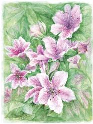 Pink Azaleas Watercolor | Obraz na stenu