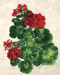 Red Geranium | Obraz na stenu