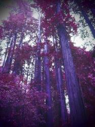 Purple Tree | Obraz na stenu