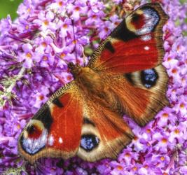 Peacock Butterfly 1 | Obraz na stenu