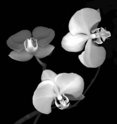 Three Orchids | Obraz na stenu