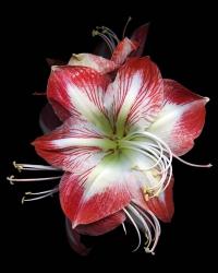 Winter Amaryllis | Obraz na stenu