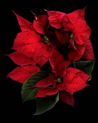 Poinsettia 2014 | Obraz na stenu