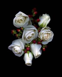 White Roses Red Berries | Obraz na stenu