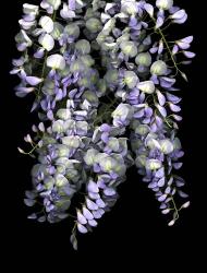 Wisteria | Obraz na stenu