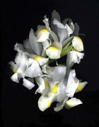 White Iris | Obraz na stenu