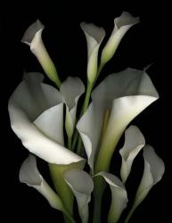 White & Crystal Blue Callas 2 | Obraz na stenu