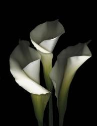 White Calla 1 | Obraz na stenu