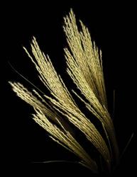 Decorative Grass | Obraz na stenu