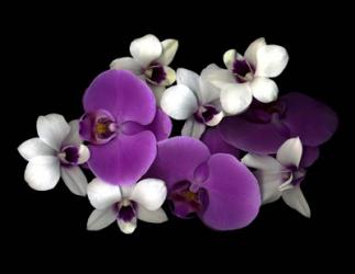 Pink And White Orchids | Obraz na stenu