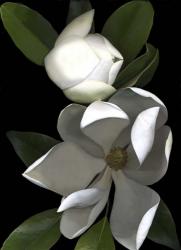 White Magnolia 2 | Obraz na stenu