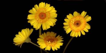 Yellow Gerbera Daisies | Obraz na stenu