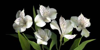 White Alstromeria | Obraz na stenu