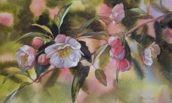 Apple Blossoms | Obraz na stenu