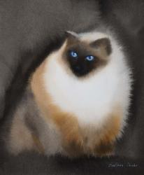 Birman Cat | Obraz na stenu