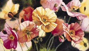 Iceland Poppies | Obraz na stenu