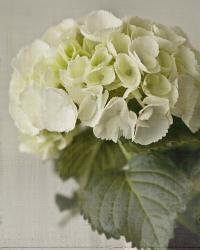 Hydrangea I | Obraz na stenu