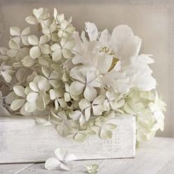 White Flower Book | Obraz na stenu