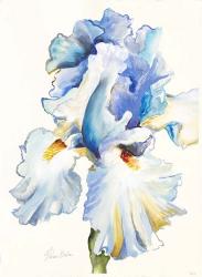 Iris in Blues | Obraz na stenu