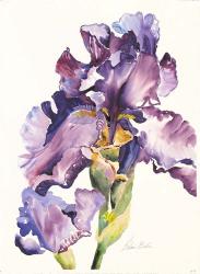 Purple Iris with Bud | Obraz na stenu