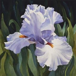 White Iris | Obraz na stenu