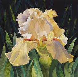 Yellow Iris | Obraz na stenu