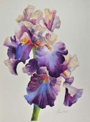Florentine Iris | Obraz na stenu