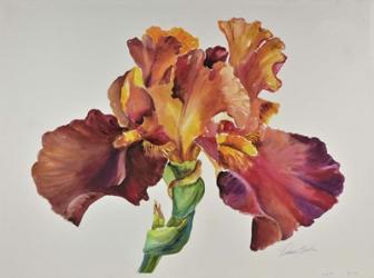 Orange Glow Iris | Obraz na stenu