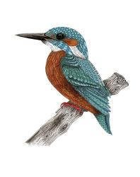 Mr Kingfisher | Obraz na stenu